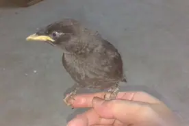 一天没见，我还以为是想我呢？原来是想虫子了！