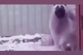 自从这只狗狗看到人家舞狮之后一直都不淡定了