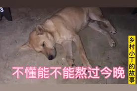 土狗几天不吃东西，躺在地上一动不动，到底还有没有救视频封面