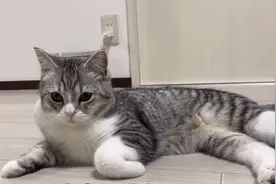 三个月奶猫，超级治愈奶猫系列，猫咪遇到冰块会怕冷吗？