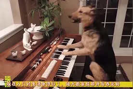 为何狗狗总朝一个方向叫，你却什么也看不见？看完背后一凉！视频封面