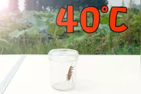 把小强放在太阳下暴晒，它能撑多久？视频封面