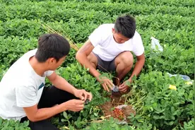 花生地的老鼠太猖狂了，我给它来个花生拌耗子药，让它做个饱死鬼视频封面