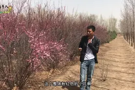 你知道山桃树和桃树有什么区别吗？让我们一起去探索下吧视频封面