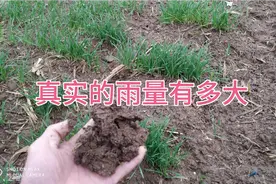 河南商丘突降大雨，对小麦有什么影响吗？带大家一起看看