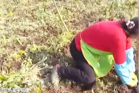 这里土里种植的黄精，头可以卖到80元一斤，种子也高达50元一斤