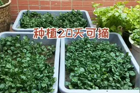 分享，楼顶种西洋菜管理方法，生长速度不输农田