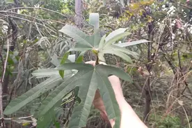 广东的朋友应该喝过它煲的汤。五指毛桃！认识吗？视频封面