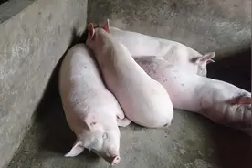 养猪遇到大便干结，不下就用这些草喂了就好视频封面