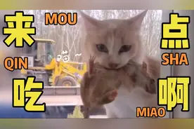 猫咪：开门啊！看我给你，带来什么好吃的！