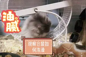 观察成年油腻仓鼠如何洗澡