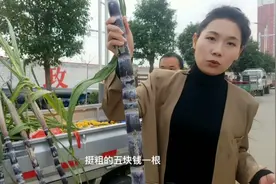 河南甘蔗上市了5块一根很甜，和南方的甘蔗有一比视频封面
