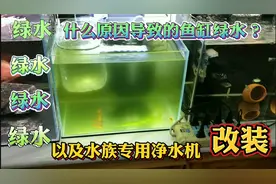 鱼缸绿水是什么原因？小鱼苗适合在绿水里生活？以及ro机的改装视频封面