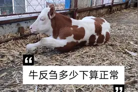 东北农村养牛大伟，牛反刍多少下算正常，这些细节你知道吗视频封面