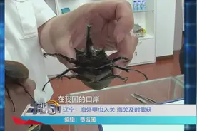 非法邮寄进境宠物昆虫，海外甲虫入关被截获视频封面