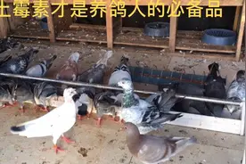 鸽子单眼伤风引起的呼吸困难加咳嗽，不用一毛钱就能治愈