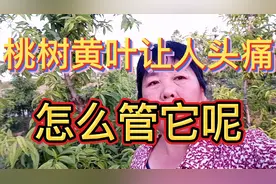发现桃树黄叶了，怎么办不用愁，快过来看看吧视频封面