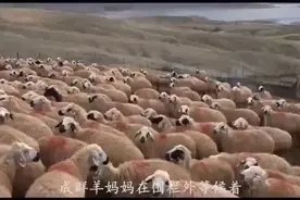 大型相认场面！小羊托儿所放学了，羊妈妈与小羊迫不及待地视频封面