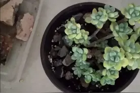 用煤球渣做沥水层，拌土种多肉，省好多钱视频封面