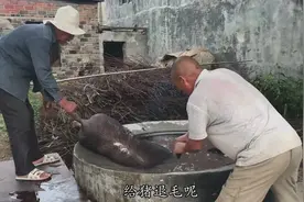 农村杀猪现场，大叔告诉你黑猪肉和白猪肉的区别，吃黑猪肉的好处视频封面