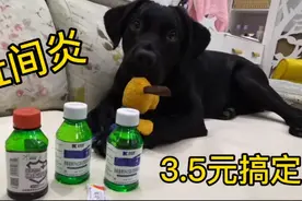 狗子得了趾间炎，买了三种药，一共花费三块五毛钱，居然治好了！视频封面