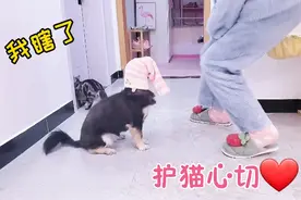 袜子套头，狗狗始终保护着猫咪！视频封面