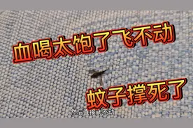 见过饿死的你们见过饱死的蚊子吗？这下不难受了吧！直接饱死了