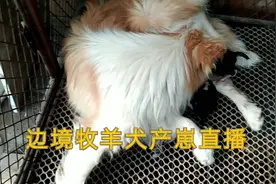 边境牧羊犬生宝宝，怀胎60天，母爱太伟大了视频封面