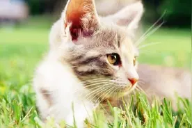 猫咪绕着腿转来转去表示什么？看过才知道，原来这是在宣示主权