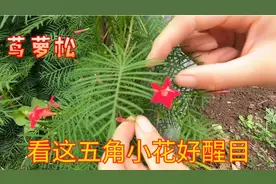 北方常见的这种花卉植物，可地栽盆栽靠种子来繁殖，你认识吗？视频封面