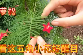 北方常见的这种花卉植物，可地栽盆栽靠种子来繁殖，你认识吗？视频封面
