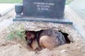 狗主人去世，狗在墓地刨坑守灵3年，直到把狗拉出来：这是真的？视频封面