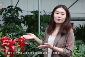 新手家庭花卉养护肥料的选择与方法：教你水塔花的种植方法！视频封面