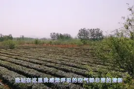 山东日照最出名的日照绿茶长什么样子呢？带大家看看原生态的场景视频封面
