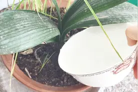 把白醋倒在花盆里，君子兰越长越旺盛，看完你也试试