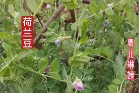 营养价值高的“荷兰豆”，哪二种人不能经常吃，有你吗？了解下！视频封面
