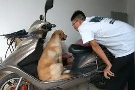 谁说小金毛是哑巴的？今天小金毛看门叫的特别凶，我妈都拦不住视频封面
