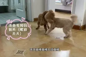 八个月泰迪狗宝长大了！与狗妈有天打起架来毫不胆怯！视频封面