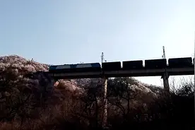 带你游京郊，赏花踏青，实拍一列火车穿越花海，超！震！憾！视频封面