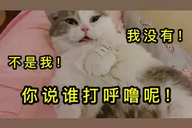 小胖猫睡觉居然一直打呼噜！被主人喊醒后，居然拒不承认？视频封面