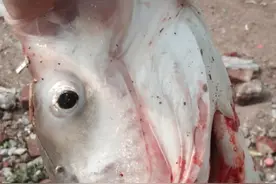 十斤大白鲢视频封面