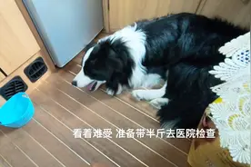 房车去西藏，在香格里拉狗狗严重不适，医院看病花了1000，咋啦？视频封面