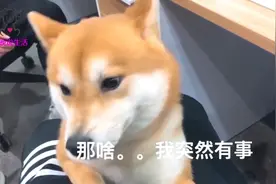 一打雷就往主人裤裆底下钻的柴犬，难不成是做了什么亏心事？视频封面