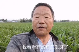 玉米二芽子是掰掉好呢？还是不用管它！听听老农怎么说视频封面