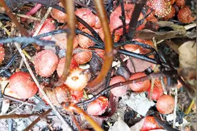 重庆农村的野地瓜熟了，刨了一袋泡野地瓜酒，这才是80后的零食视频封面