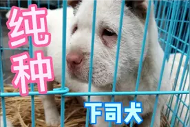 带你看最真实的贵州原生态下司犬，土猎快来看看吧