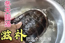 广东式靓汤，5斤重的鳄鱼龟炖本地老母鸡，美味又滋补