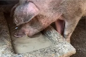 近距离拍摄猪是怎么吃饭的