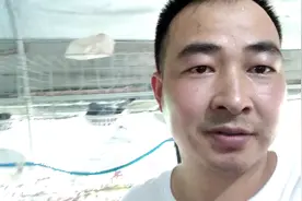 俊伟养鸽，鸽子拉稀增多，好多是感染了毛滴虫