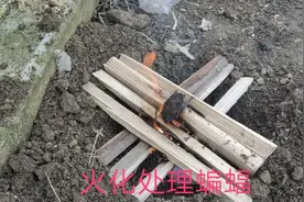 关键时期，家里出现蝙蝠，面对当前趋势，决定用酒精做无害化处理